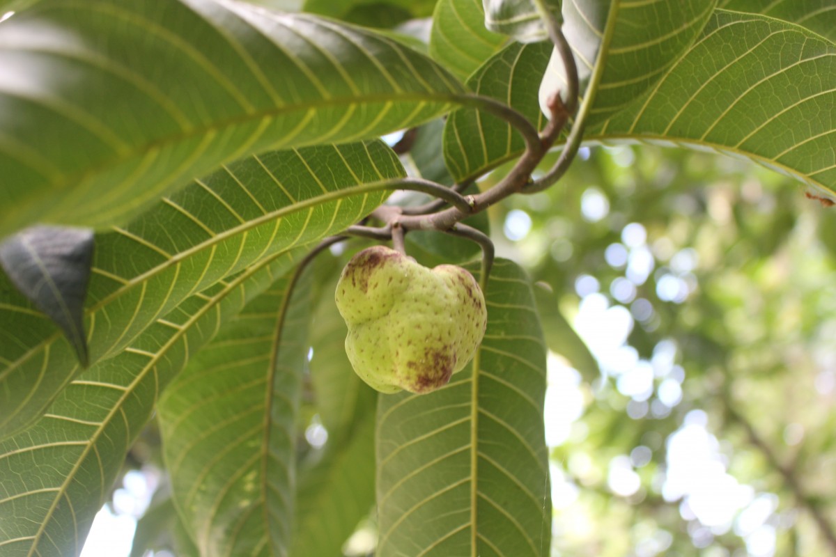 Artocarpus zeylanicus (F.M.Jarrett) E.M.Gardner & Zerega